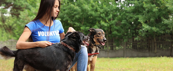 wolontariuszka wyprowadzająca psy